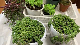 Never let it wither again! How to grow Green Necklace 🪴 Be