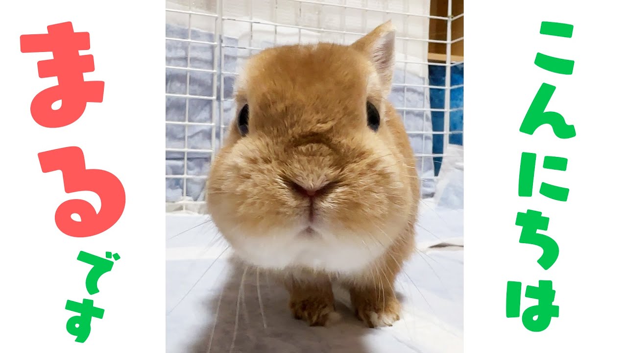 こんにちは、うさぎのまるです。 - YouTube
