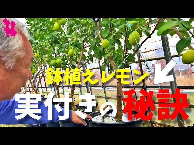 Potted lemon] If you see these signs, fruit is definitely on its