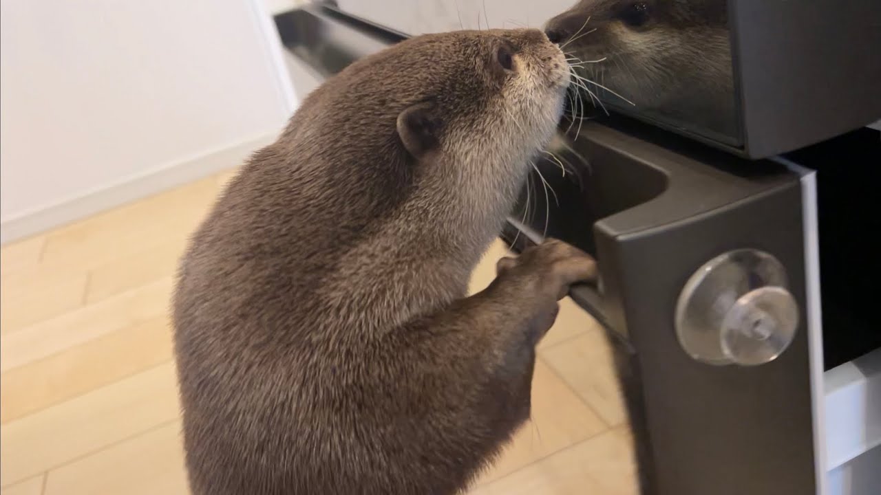 カワウソ様 リクエスト 2点 まとめ商品 かわうそ様 リクエスト 2点