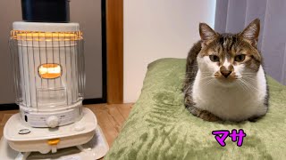 Living with cats in winter A day in comfortable warmth in