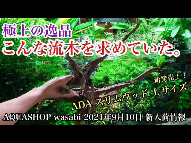 初心者でも使いやすい流木が新発売！「ADAスリムウッドLサイズ