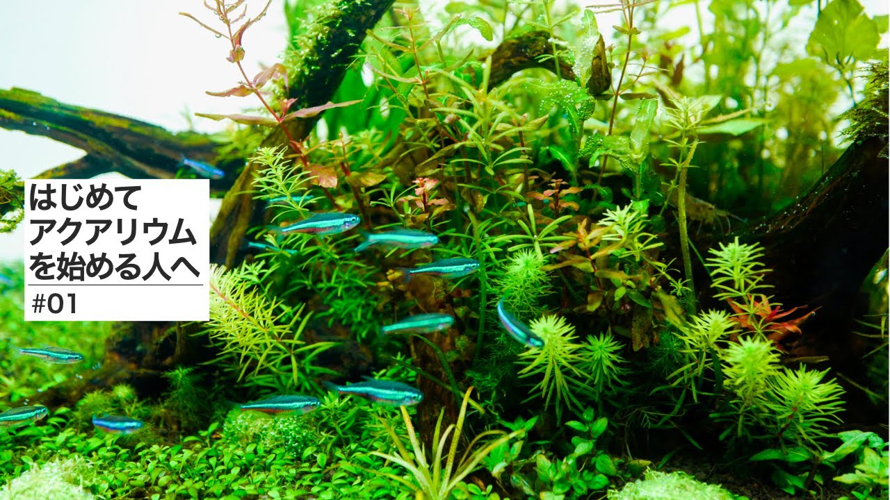 水草しげる -Mizukusa Shigeru- - YouTube