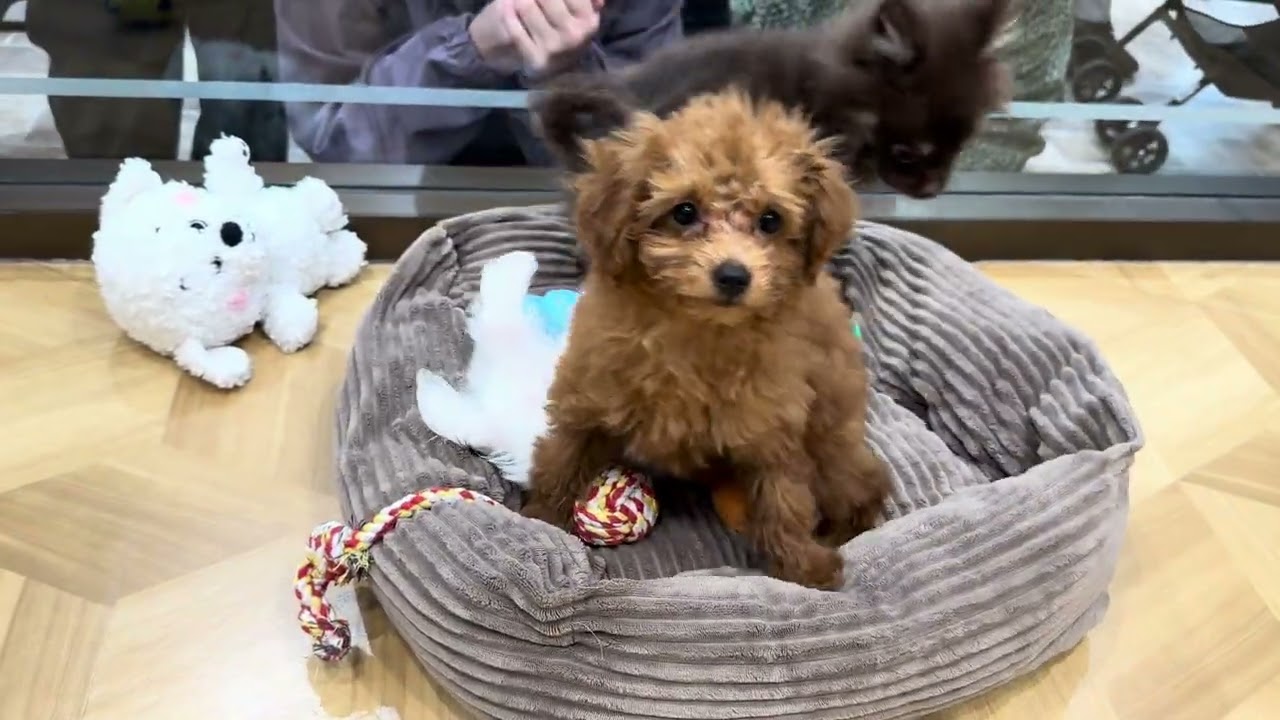 No62265 トイプードル - YouTube