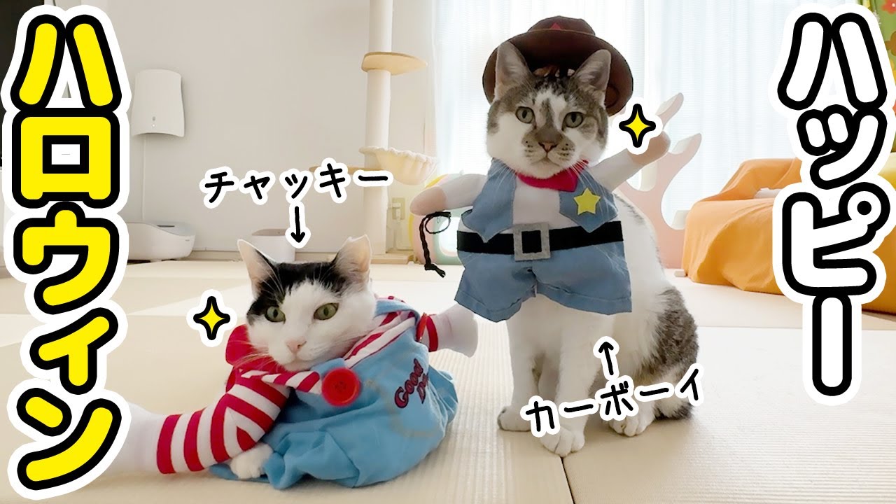 The reactions of the beloved cats who are forced to participate in