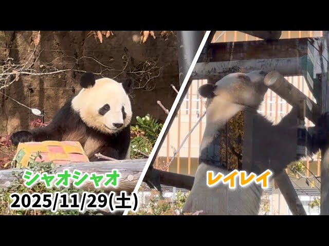 カラフルBOXシャオくん💚＆竹筒レイちゃん💛】〜2025/11/29(土)上野