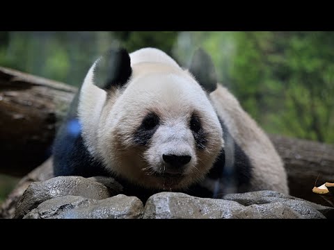 2025.12.07 今日のパンダ（4025日目）[8K] - YouTube