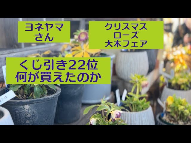 クリスマスローズ 大木フェア くじ引き22位で何が買えたの - YouTube