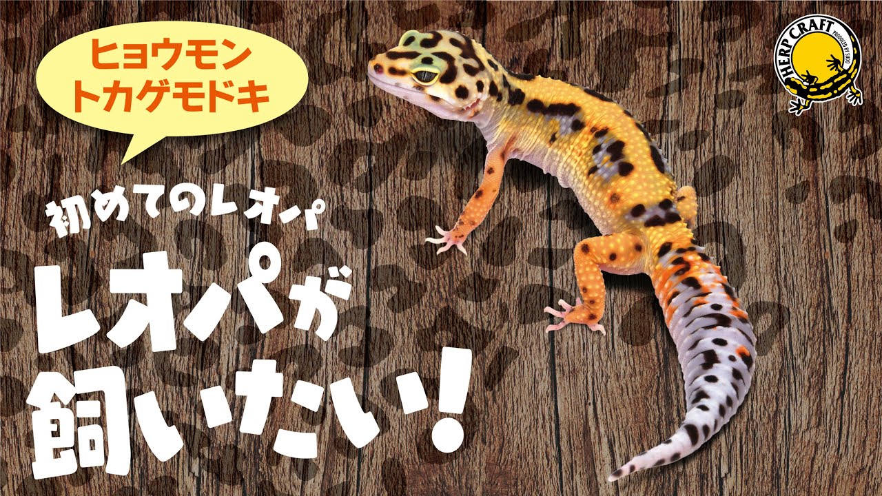 ロックシェルターSP S | 株式会社スドー｜観賞魚・水草 爬虫類 小動物