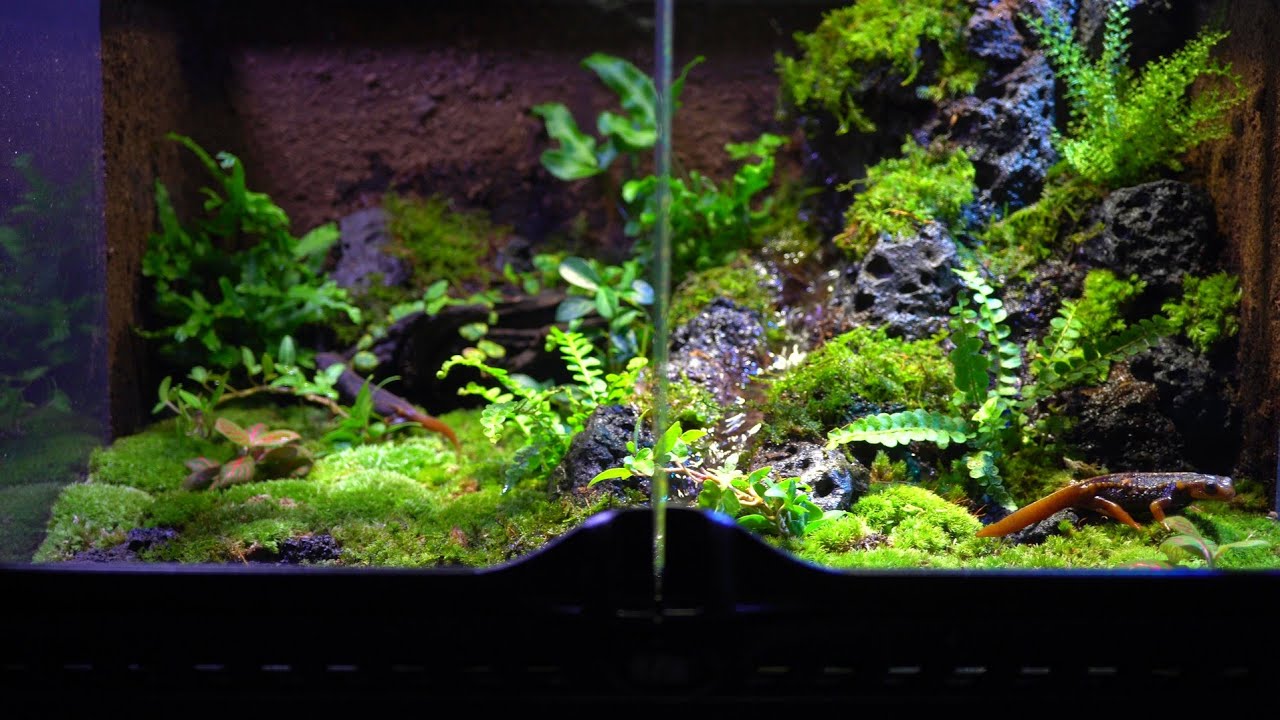 滝の流れるイモリウムを作る【part101】 グラステラリウム4530 - YouTube