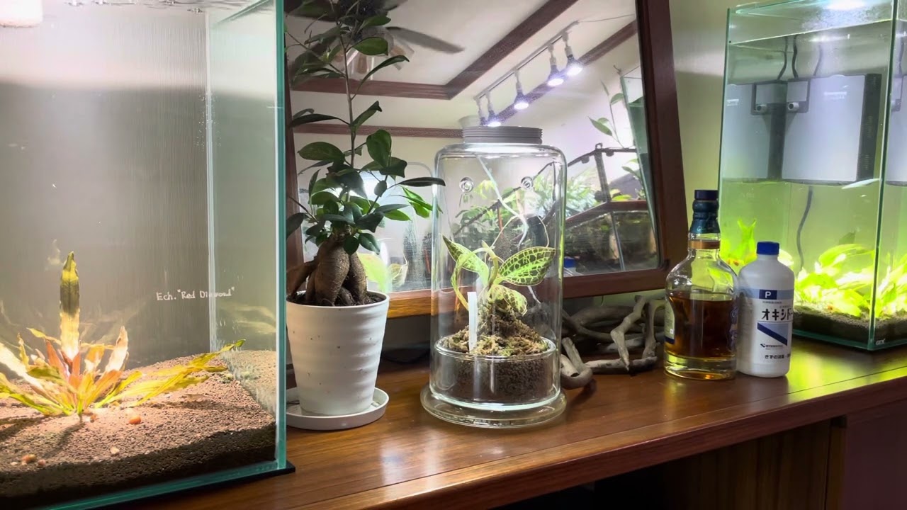 maxresdefault.jpg?sqp=-