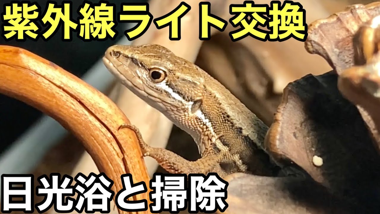 カナヘビの紫外線ライトの交換と日光浴 ケージの掃除【爬虫類】 - YouTube