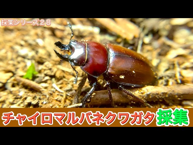 28種目】2年に1度しか出会えないレアなチャイロマルバネクワガタ採集に