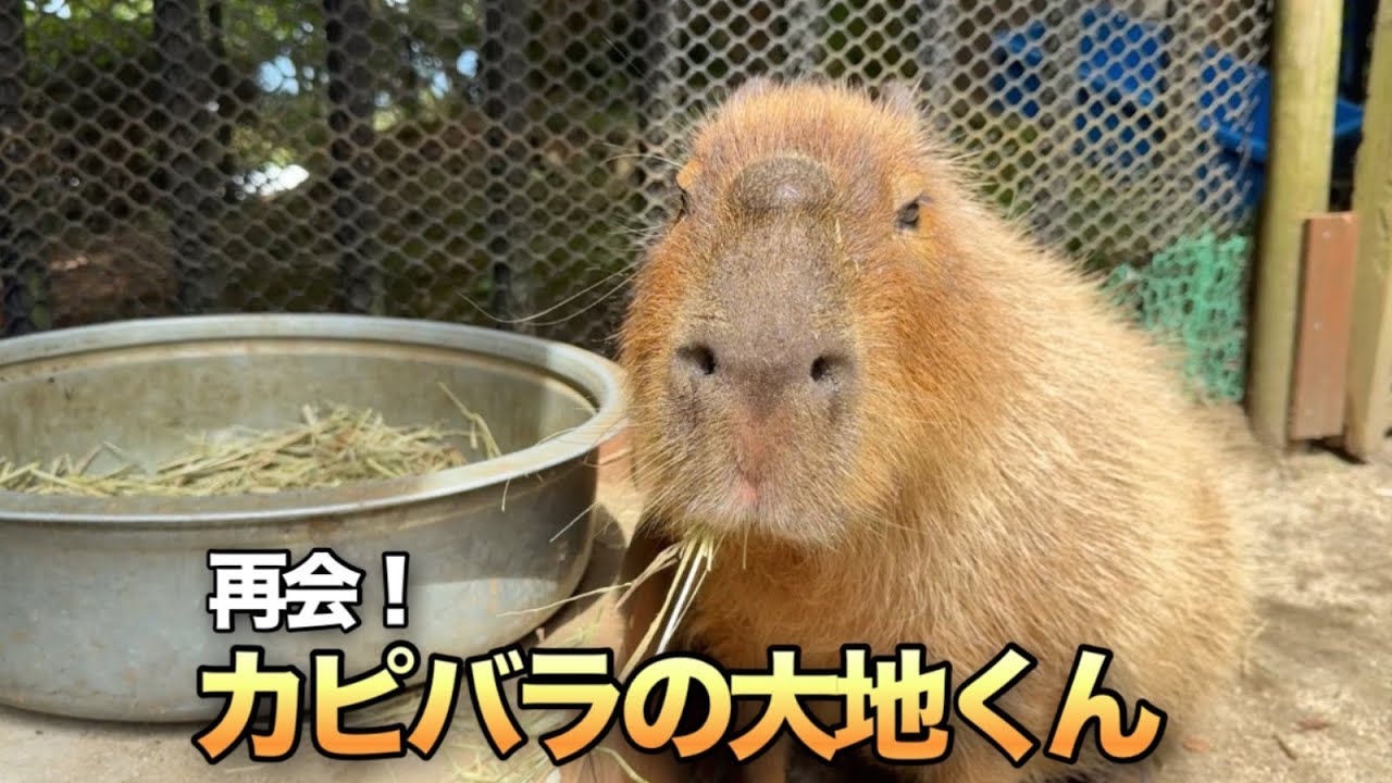 I went to see my favorite capybaras and found that their family