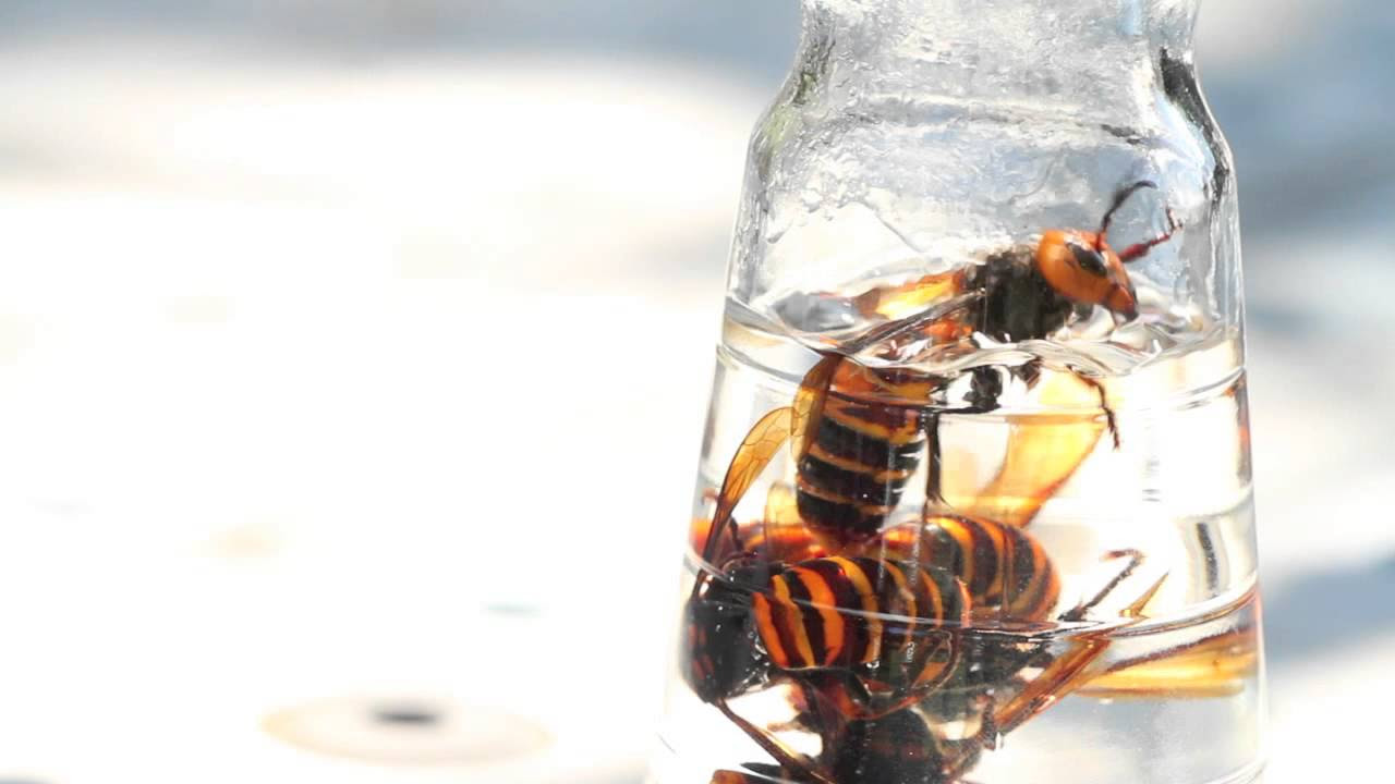 オオスズメバチ焼酎漬け1リットル✕2本 3年もの オオスズメバチ焼酎