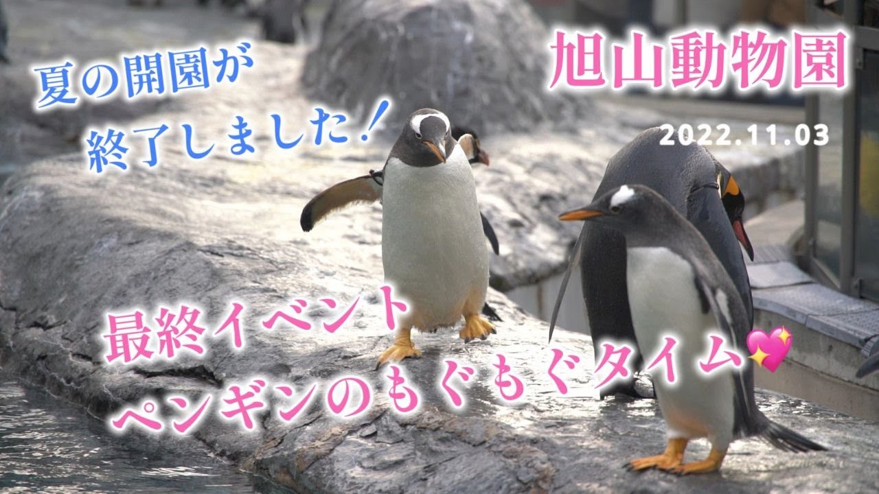 Asahiyama Zoo's last day of summer 