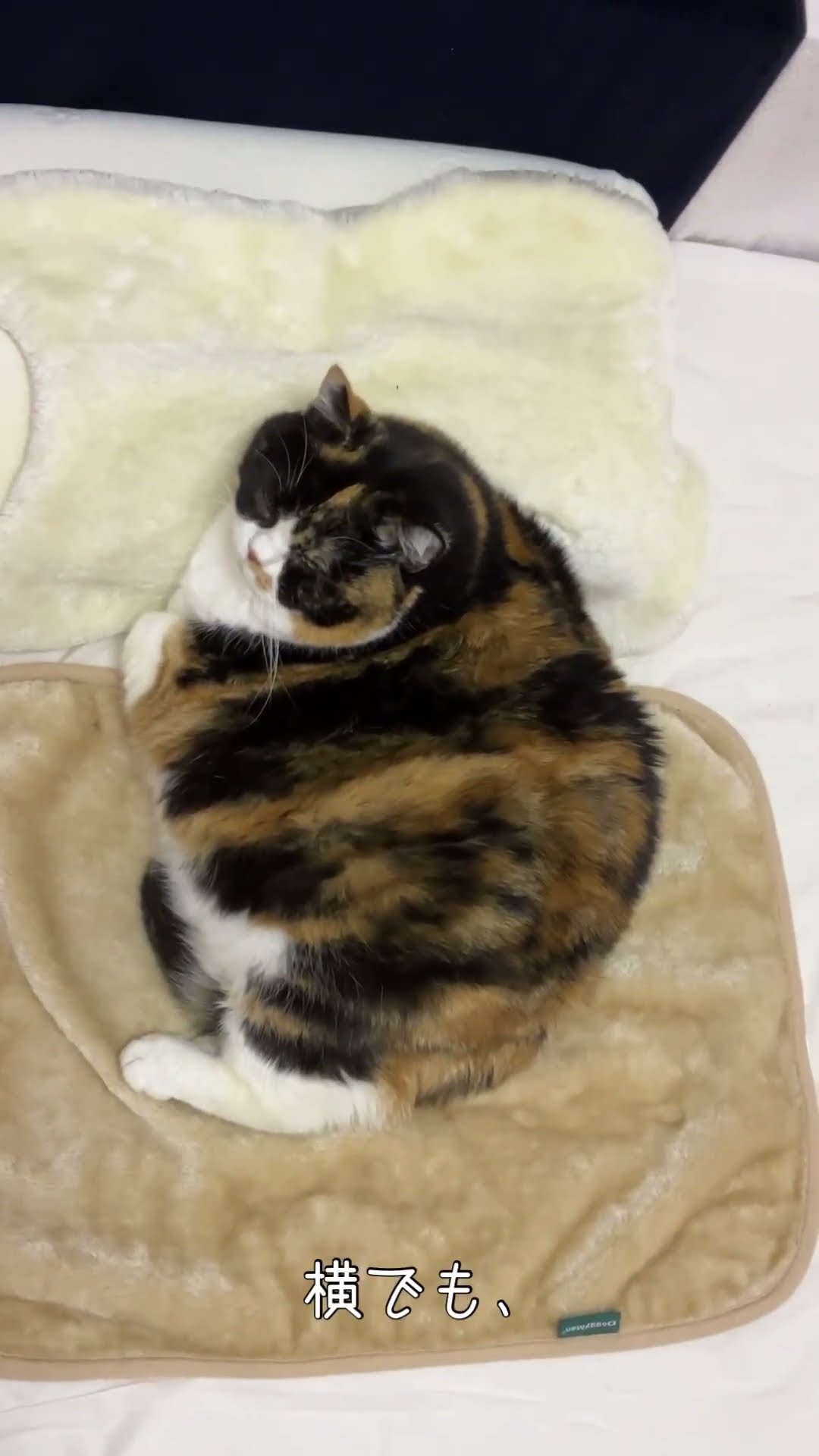 三毛猫(8.2kg)の貫禄 #shorts - YouTube