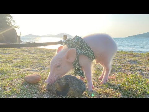 散歩】豚と夕方の公園に行ってみた - YouTube
