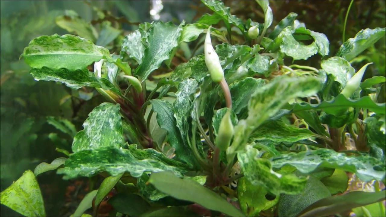 Bucephalandra sp. 'GreenWavy' Variegated (斑入りブセファランドラ