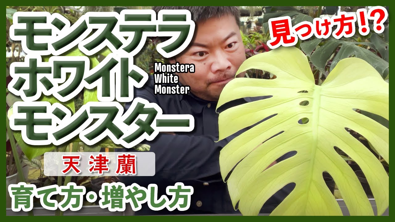 Houseplants] This will not fail! How to propagate variegated