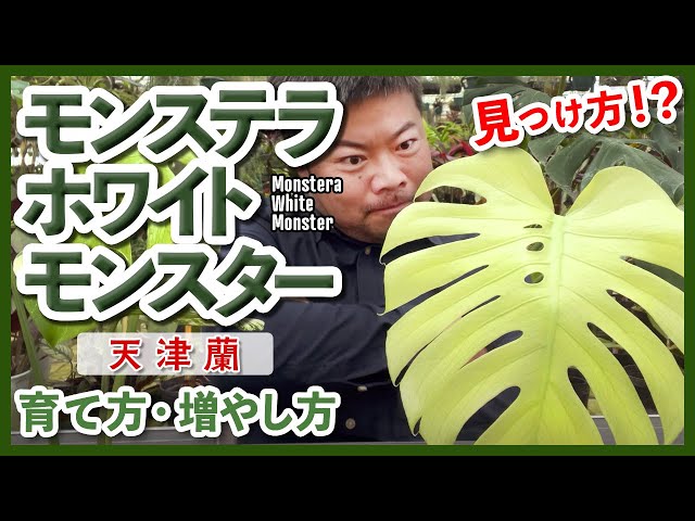 Houseplants] This will not fail! How to propagate variegated