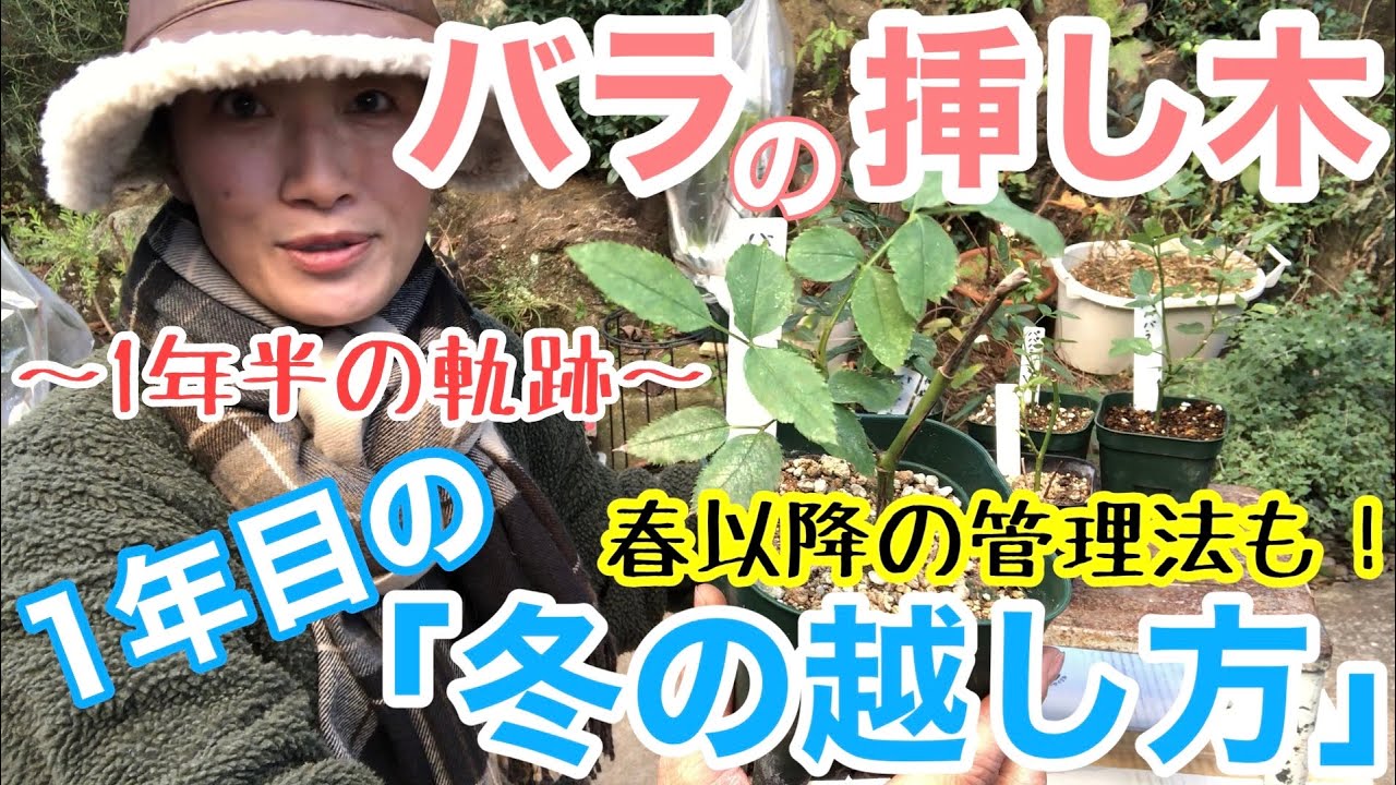 Rose Cuttings] How to Survive the First Winter ⛄️ / Two