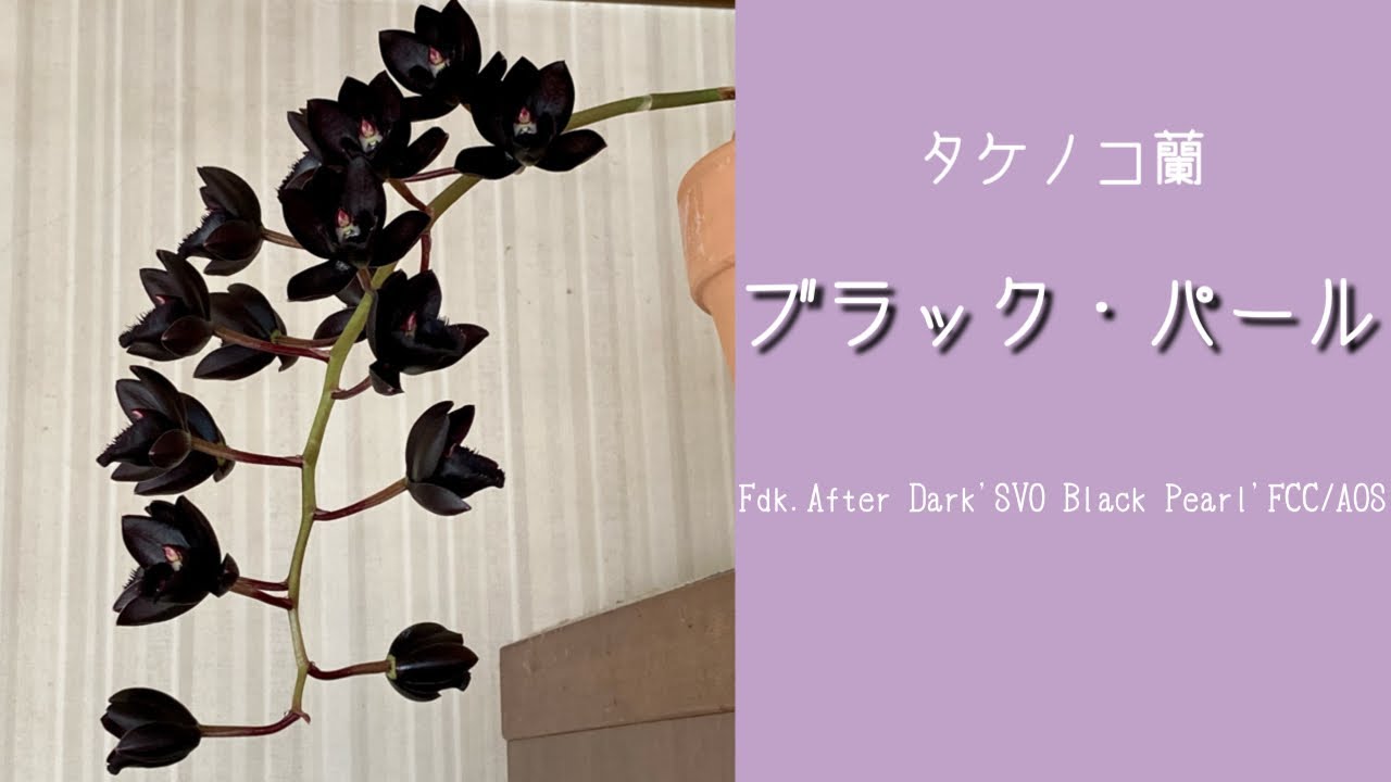 2021年12月1日 タケノコ蘭【ブラック・パール】開花 ・Fdk. After Dark