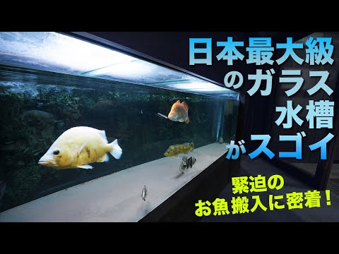 Japan's largest glass aquarium is amazing! [100 million yen