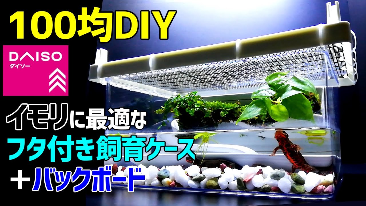 イモリウムに最適な【フタ付き飼育ケース＋バックボード】作り方/ 100