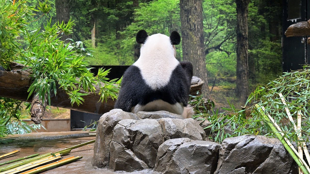 2025.10.20 今日のパンダ（3983日目）[8K] - YouTube