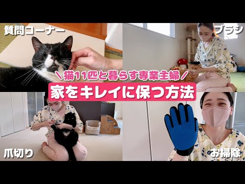 Time-saving] A housewife living with 11 cats shares tips on how to