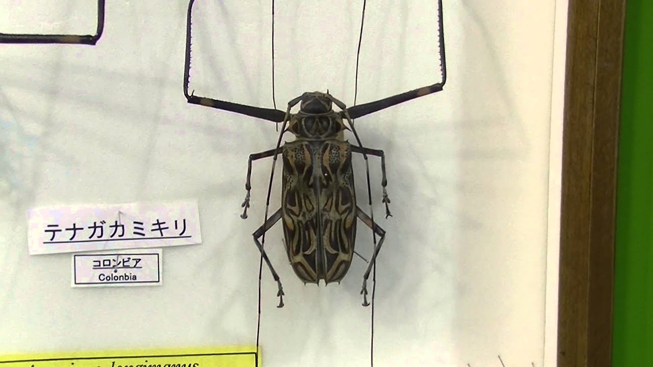 maxresdefault.jpg?sqp=-