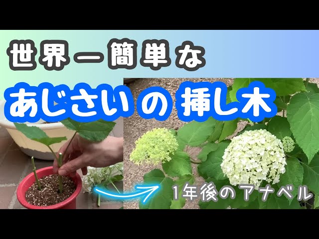 I tried taking cuttings of hydrangea (Annabelle) ⭐︎ No need to