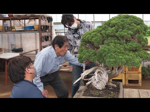 木村正彦 改作実技 第二弾 ］ 真柏の銘樹に挑む！ 近代盆栽2023年11月