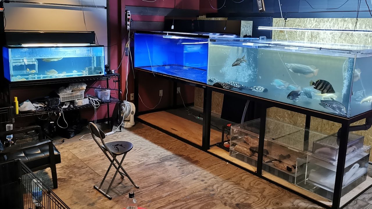 Large Aquarium] A hobby room featuring a Kantetsu 1800 x 1000 x