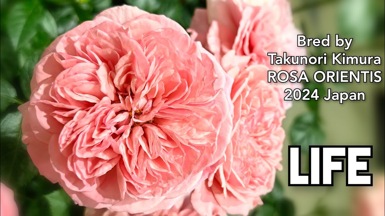 LIFE ROSE plant by Takunori Kimura ROSA ORIENTIS 2024 Japan バラ