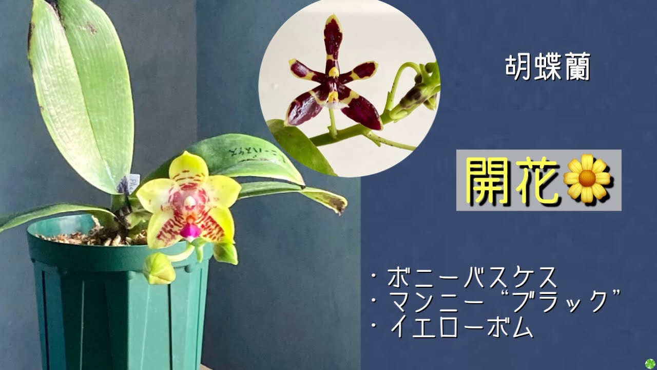 ☆洋蘭原種☆ C.deckeri'Adnis'(OG)稀少種・開花大株 2025年