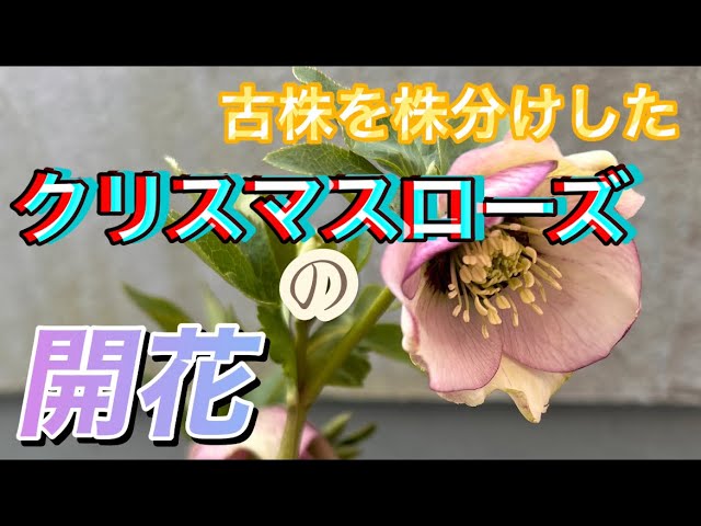 クリスマスローズ 株分けした鉢の開花 - YouTube
