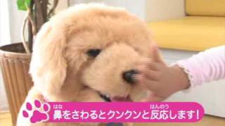 夢いぬDX ゴールデンレトリバー - YouTube