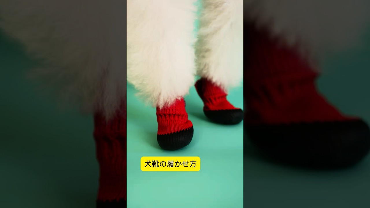 犬の靴屋さんDogSoxx® | 脱げない快適さ、あなたのワンちゃんに