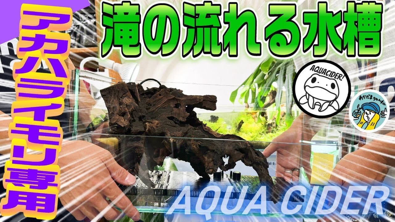 アクアリウム】アクアサイダーがアカハライモリ専用の滝の流れる水槽を