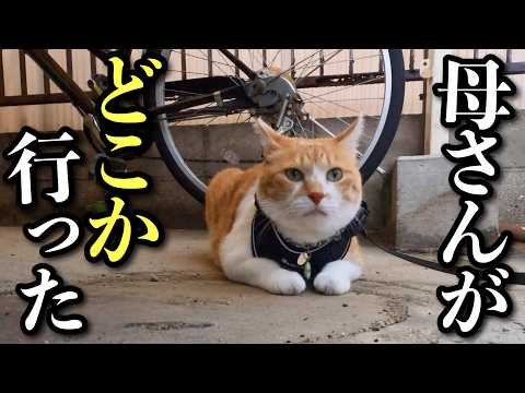 The Day My Beloved Mom Went to Osaka - YouTube