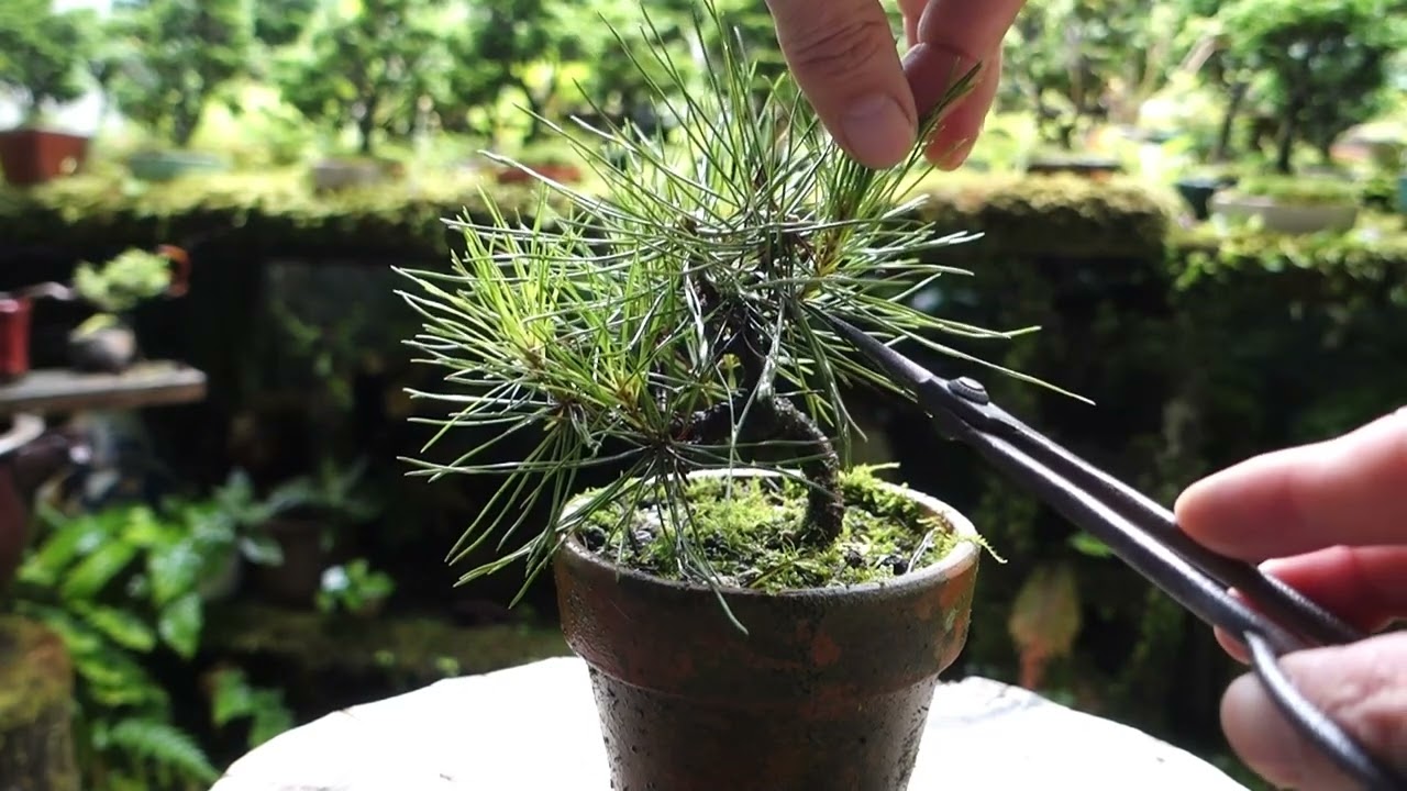 maxresdefault.jpg?sqp=-