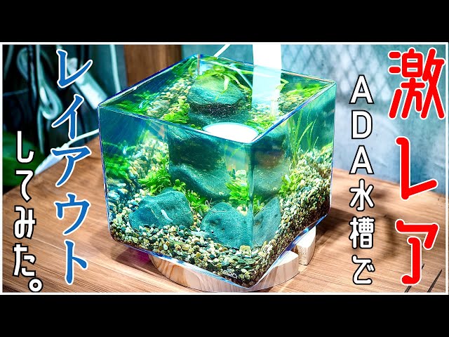 アクアリウム】ADAの激レア水槽「レトログラス」でレイアウトしてみた