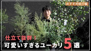 So cute!] Introducing 5 adorable eucalyptus plants you'll want to