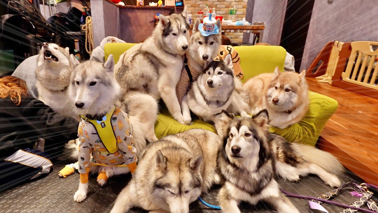 Very impressive] Eight huskies gathered together and it was so