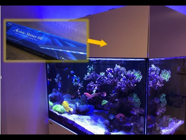 海水魚】ZOOX Super Blue RAYS追加してみました - YouTube