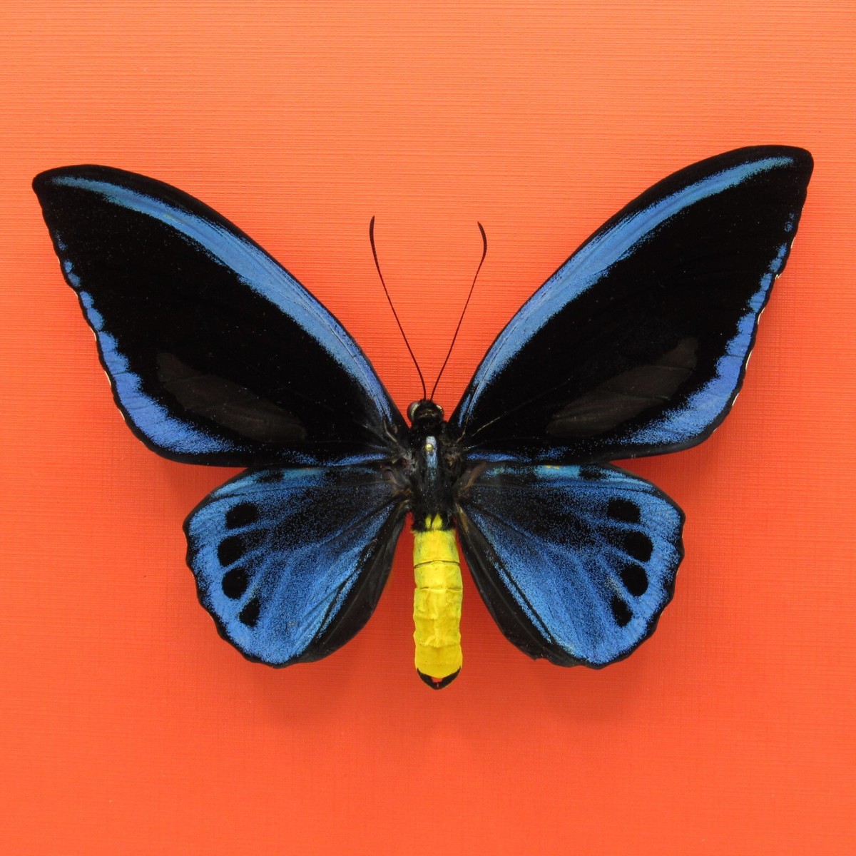 Real mounted Birdwing butterfly - Ornithoptera priamus urvillianus