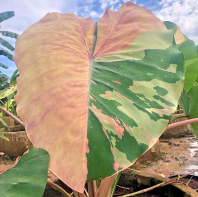 Colocasia New Hybrid 