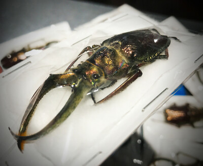 標本 Ecuador Sphaenognathus kolbei 34mm 標本 Ecuador